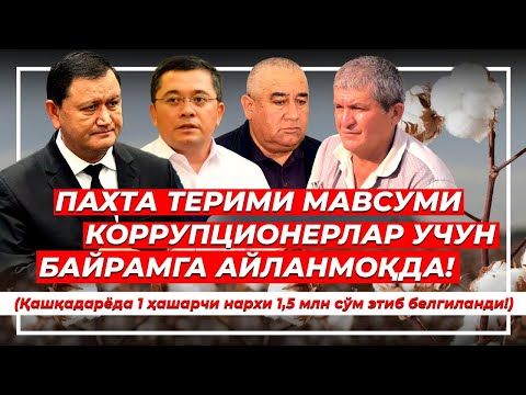 Видео: Негатив 572: 1 теримчининг нархи - 1,5 млн сўм! Ташкилотлар теримчи ўрнига пул беришмоқда.