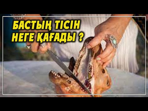 Видео: БАСТЫҢ ТІСІН НЕГЕ ҚАҒАДЫ ? | БАС ТАРТУДЫҢ СЫРЛАРЫ | ТОМАҒА АРНАСЫ.