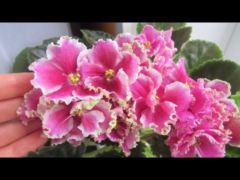 Видео: МОИ ЦВЕТУЩИЕ ФИАЛКИ ОСЕНЬЮ 🍁