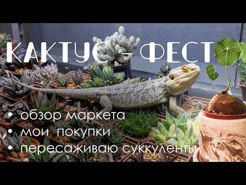 Видео: Выставка-ярмарка кактусов и суккулентов Кактус Фест \ Мои покупки и пересадка растений.