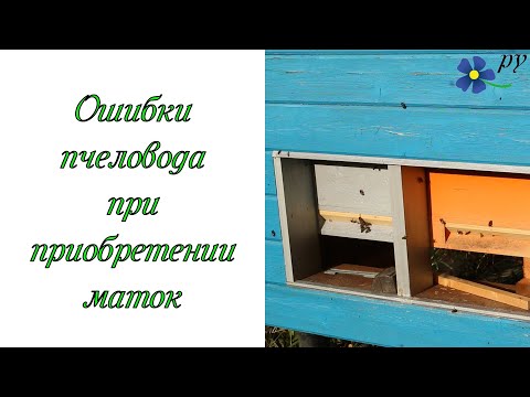 Видео: Ошибка пчеловодов при приобретении маток