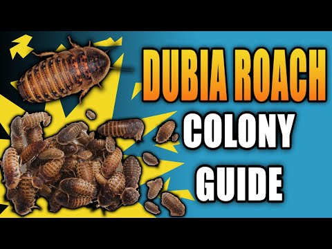 Видео: Путеводитель по колонии тараканов Дубия! Всё, что вам нужно знать!
