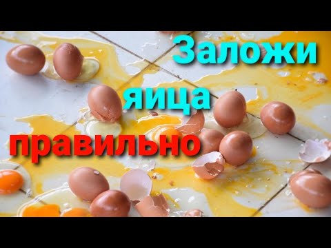 Видео: КАК ЗАЛОЖИТЬ ЯИЦА в универсальный лоток / НАКОСЯЧИЛИ с инкубатором OVO - 78