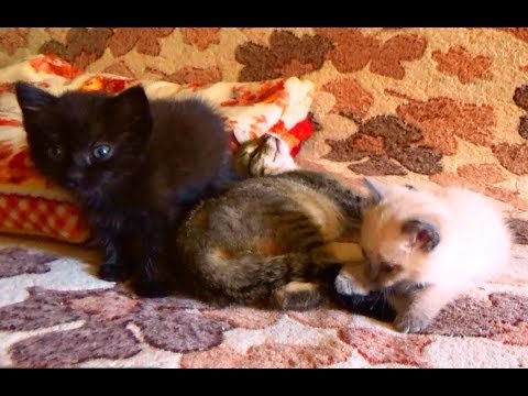 Видео: Бездомные котята. Кузя, Ричи и Любушка