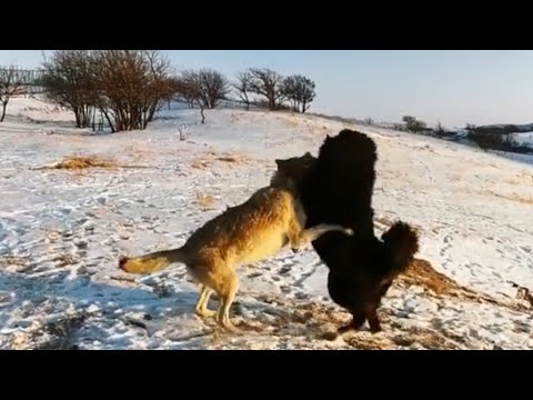 Видео: Тибетский Мастиф против Волка, Реальная битва - волк против собаки (2021)