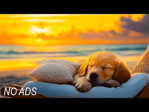 Видео: Успокаивающая музыка для собак, помогающая заснуть и снять тревогу 🐶🎶 Без рекламы | Расслабляющая
