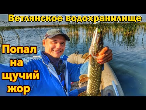 Видео: ЩУКА НА ВОБЛЕРЫ/ВЕТЛЯНСКОЕ ВОДОХРАНИЛИЩЕ/СПИННИНГ/ЛОВЛЯ ХИЩНИКА/КАК НАЙТИ РЫБУ НА НЕЗНАКОМОМ ВОДОЁМЕ