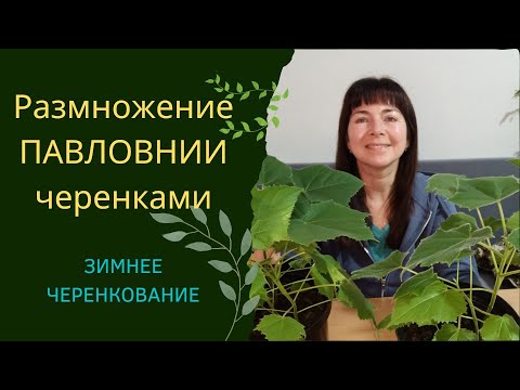 Видео: Размножение Павловнии черенками / зимнее черенкование