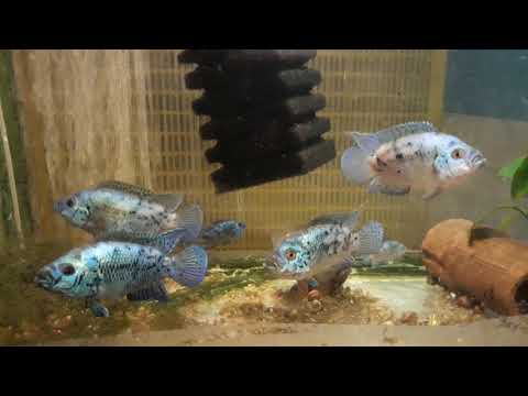 Видео: Блю Дэмпси. #Цихлазома #БлюДэмпси