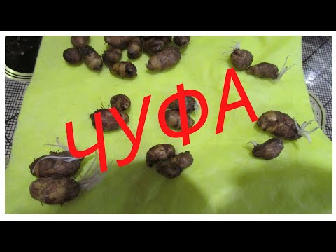 Видео: ВЫРАЩИВАЕМ ЧУФУ!!! ВКУСНЫЙ И ПОЛЕЗНЫЙ ЗЕМЛЯНОЙ ОРЕХ!!!