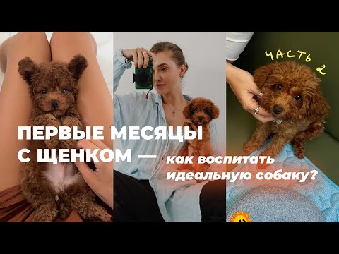 Видео: посмотри, если хочешь идеального щенка | как не совершать ошибок в воспитании собаки