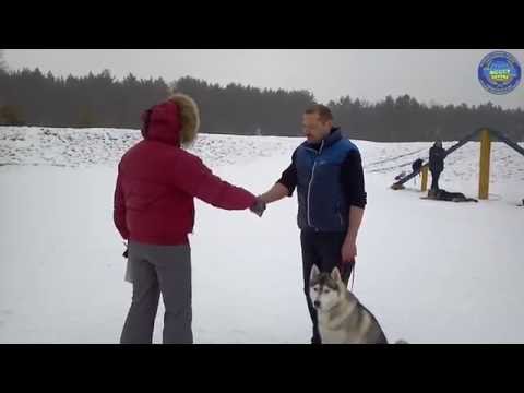 Видео: Экзамен ОКД. Описание и оценка.