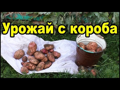 Видео: ОГРОМНЫЙ КАРТОФЕЛЬ в коробе!!! Мой урожай картофеля!