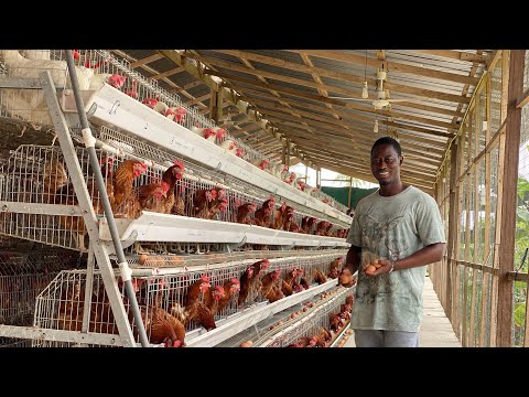 Видео: Начинали птицеводство с 500 несушек, сейчас у нас 7000 несушек.