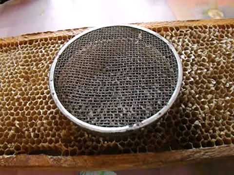 Видео: ошибки пчеловода -  подсадка маток  -  часть 2 -  сетчатый колпачок