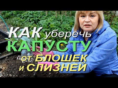 Видео: ПОСЛЕ ЭТОГО ВРЕДИТЕЛИ ОБОЙДУТ КАПУСТУ СТОРОНОЙ! Советы от ЗЕЛЕНОГО ОГОРОДА!