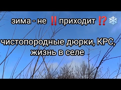 Видео: Орловская область. Жизнь и заработок в деревне. свиньи Дюрок и КРС.