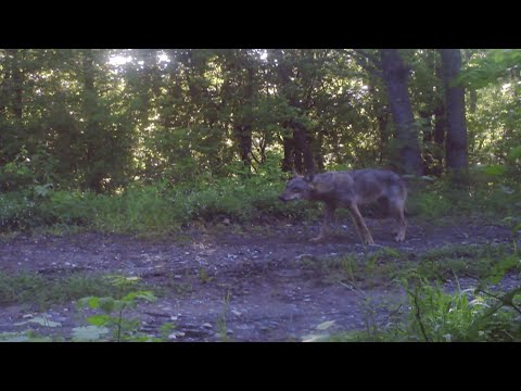 Видео: КОЙ СКРИ ВЪЛЦИТЕ В БЪЛГАРИЯ
