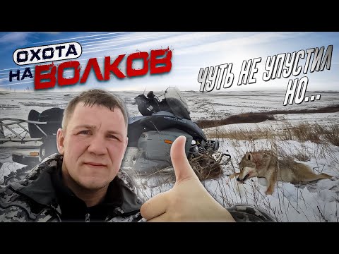 Видео: охота на ВОЛКОВ! трудовой ВОЛК!