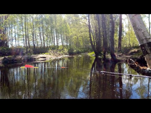 Видео: ЭТА микро речка НАБИЛАСЬ КРУПНЫМ КАРАСЁМ! Рыбалка на боковой кивок