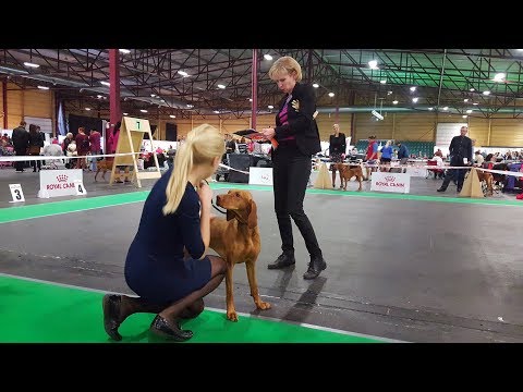 Видео: ВЫЖЛА - часть 2 - выставка собак Победитель Риги ♦ VIZSLA - ZooExpo 2017 FCI CACIB Dog Show