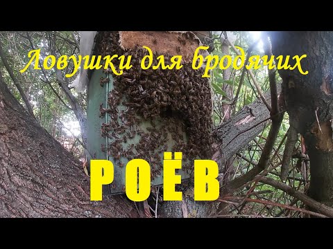 Видео: 26 апреля - Ловушки для бродячих роев.
