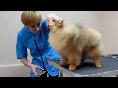 Видео: Стрижка шпица. Комплексный груминг