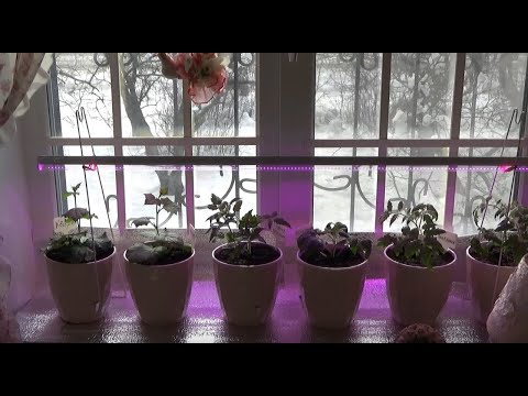 Видео: Что сделать, чтобы нашей рассаде хорошо жилось на подоконнике
