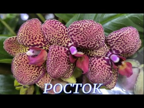 Видео: №1135/ СВЕЖИЕ шикарные ОРХИДЕИ в с/ц РОСТОК
