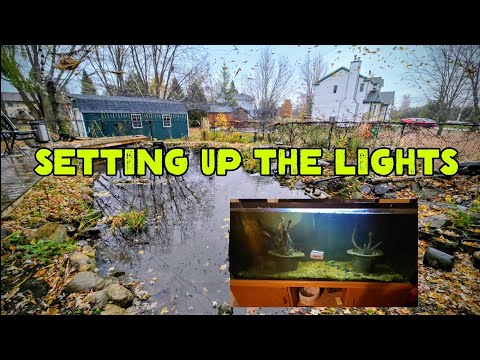 Видео: 💡 УСТАНАВЛИВАЕМ ОСВЕЩЕНИЕ ДЛЯ ЛИЛИЙ! 🌸 #водяныелилии #пруды