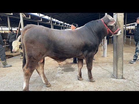 Видео: 9 ноября 2025 г АНДИЖОН КУРГОНТЕПА МОЛ БОЗОРИ КАТТА НОВВОСЛАР НАРХЛАРИ ANDIJON QÒRĞONTEPA MOL BOZORI