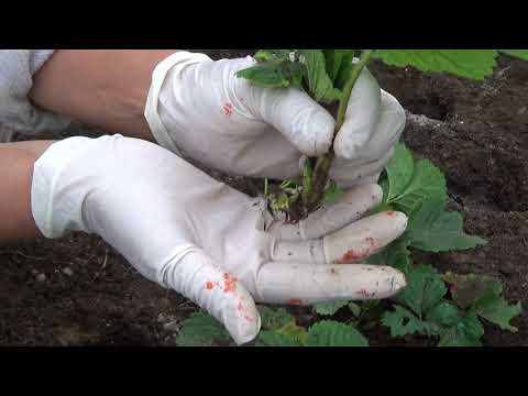 Видео: Гигантелла -Максим,крупно плодная земляника(клубника)