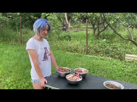 Видео: Кормление собак | Кормление собак по системе БАРФ. Кормление собаки сырым мясом. Натуралка или Корм