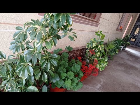 Видео: Хона гуллари парвариши🪴🪴