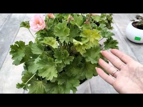 Видео: #179.Зацветает красавица Леона Галактика!