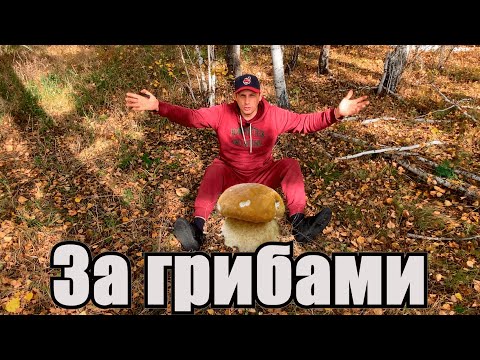 Видео: За грибами...  или про БЫДЛО