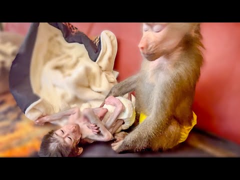 Видео: Люся не отдаёт Степашку даже на минуту-КАЖДЫЙ  РАЗ  ИСТЕРИКА!