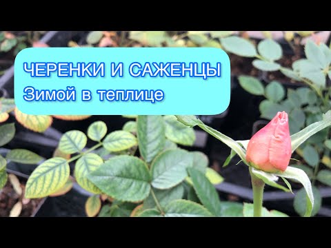 Видео: Как зимуют черенки роз и гортензий? Обзор теплицы | Укрывать или нет