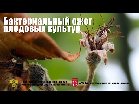 Видео: Бактериальный ожог плодовых культур (Erwinia amylovora (Burill.) Winslowetal.)