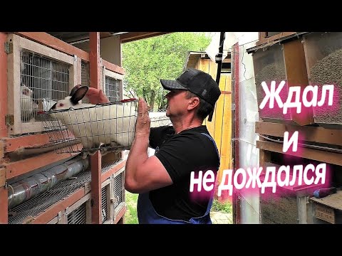 Видео: ПОЧЕМУ КРОЛЬЧАТА РОЖДАЮТСЯ МАЛЕНЬКИЕ КРОЛИКИ НЕ РАСТУТ ЛИЧНЫЙ ОПЫТ Кролики содержание и разведение