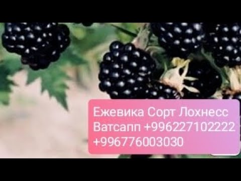 Видео: ежевика Лохнесс Аксы район +996227102222 +996776003030🇰🇬🇰🇬🇰🇬