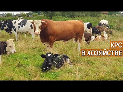 Видео: Разведение и содержание КРС в КФХ Рябова Якова. Калининградская область