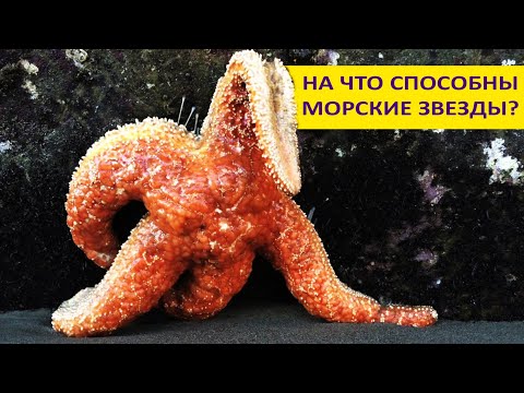 Видео: МОРСКИЕ ЗВЕЗДЫ: шокирующие факты! Наталья Носова