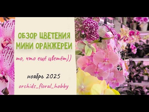 Видео: Большой обзор цветения в мини-оранжереи! Ноябрь 2025 🌸🪷🏵️💖😍
