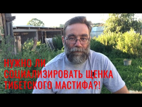 Видео: Нужно ли социализировать щенка тибетского мастифа?