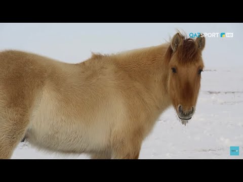 Видео: «СӘЙГҮЛІК СЫНЫ». Мұғалжар