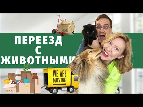 Видео: VLOG: Переезжаем с котом и собакой в новую квартиру