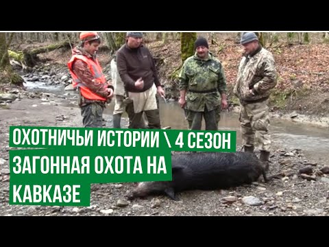 Видео: Загонная охота на Кавказе \ Охота на кабана \ Охотничьи истории \ Сезон 4