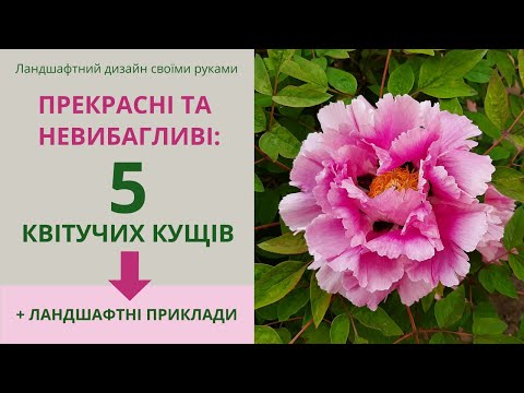 Видео: 5 весенне-цветущих кустов для вашего сада – яркие и неприхотливые