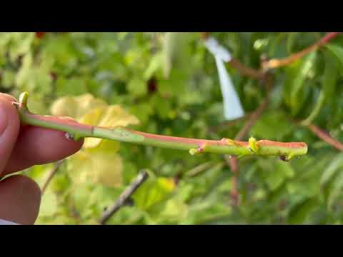 Видео: Збереження сортів за рахунок щеплення на плодоносні дерева